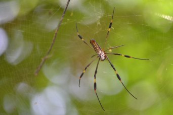 Spider in jungle in Tulum