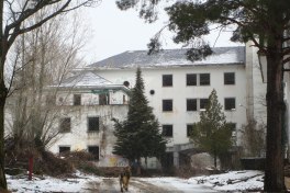 Dog entering an abandoned mental hospital